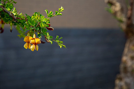 植物