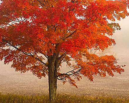 美国,西维吉尼亚,山谷,州立公园,树,秋色,画廊