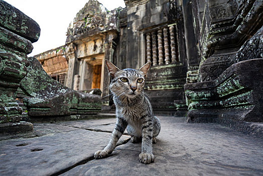 柬埔寨班提色玛寺的猫