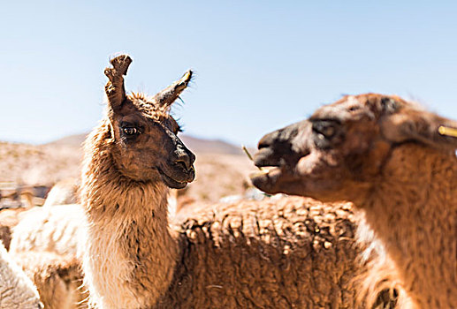 美洲驼,阿塔卡马沙漠,智利