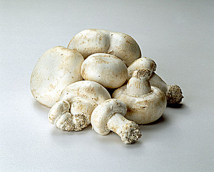 白色,种植,蘑菇