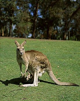 袋鼠,澳大利亚