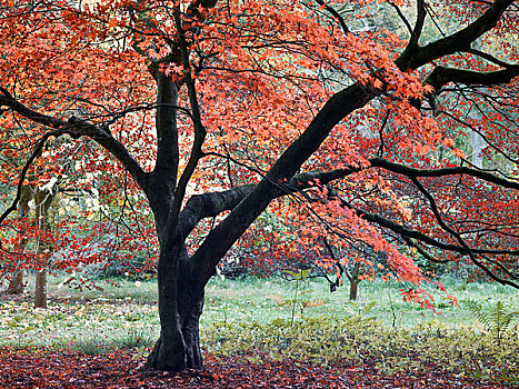 英格兰,格洛斯特郡,秋色,展示,国家植物园