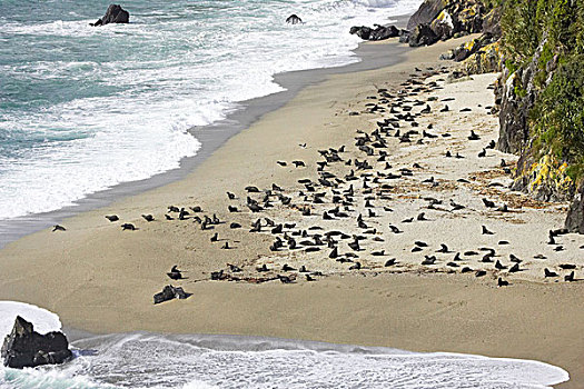 海豹,生物群,靠近,西海岸,南岛,新西兰,俯视