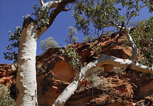 桉树,白色,树皮,红岩,国王峡谷,国家公园,北领地州,澳大利亚