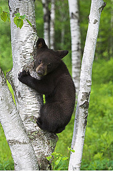 幼兽,黑熊,攀登,树