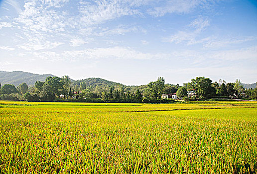 稻田