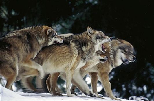 哺乳动物,狼,牧群,冬天,雪,树林,成对,食肉动物,牙齿,动物