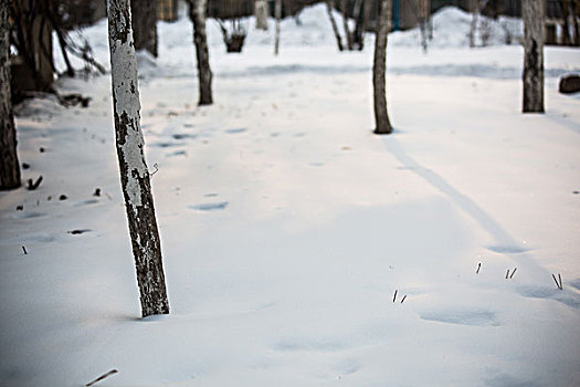 树林雪景