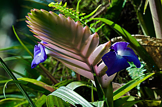 凤梨科植物,花,安第斯山,厄瓜多尔