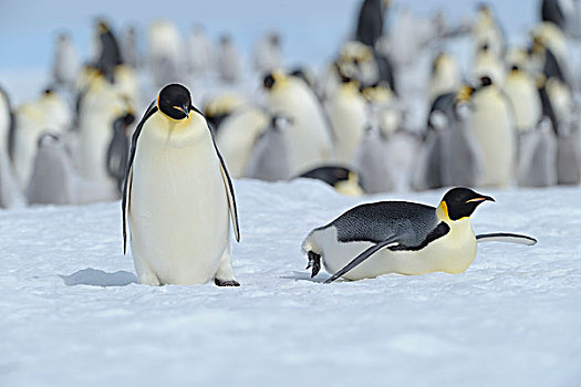 帝企鹅,生物群,雪丘岛,南极半岛,南极