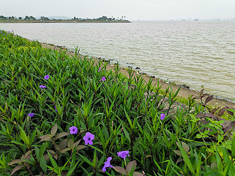 海鸥,风光