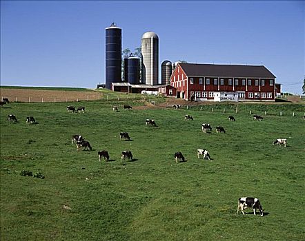 乳牛场,宾夕法尼亚,美国