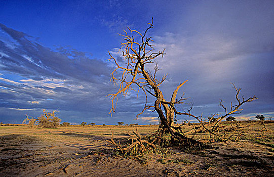 死,树,风暴,天空,卡拉哈迪大羚羊国家公园,卡拉哈里沙漠,南非