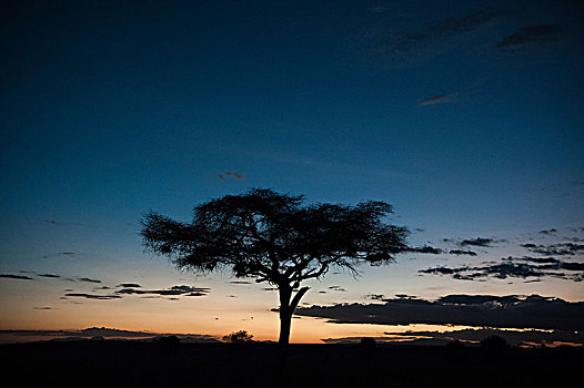 刺槐,日落,查沃,肯尼亚,非洲