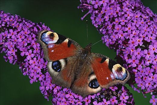 孔雀蛱蝶,花,花园,英格兰,欧洲