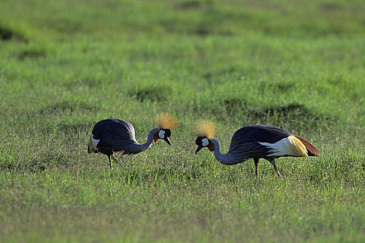 肯尼亚,安伯塞利国家公园,冠,鹤,草