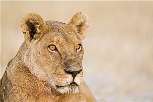 雌狮,狮子,肖像,萨维提,乔贝国家公园,博茨瓦纳,非洲