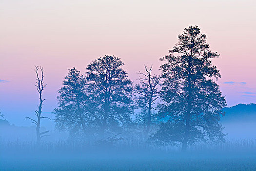 树,赤杨,晨雾,自然保护区,黑森州,德国,欧洲