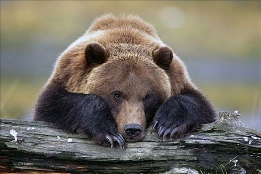 俘获,棕熊,休息,正面,伸腿,原木,阿拉斯加野生动物保护中心,阿拉斯加
