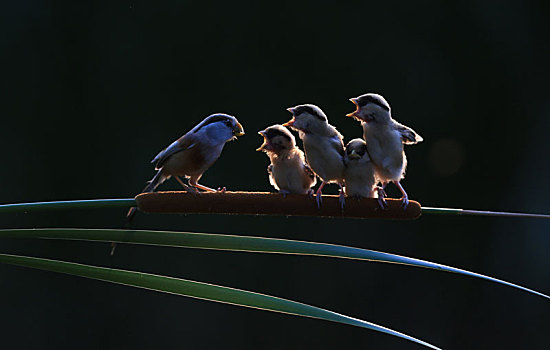 中国特有的珍惜鸟种,震旦雅雀,育雏