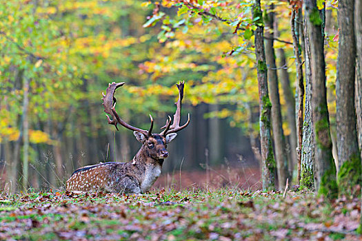 雄性,扁角鹿,黇鹿,躺下,树林,秋天,黑森州,德国