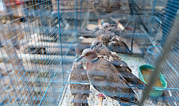 笼子,鸽子,鸟,市场,日惹,爪哇,印度尼西亚,亚洲