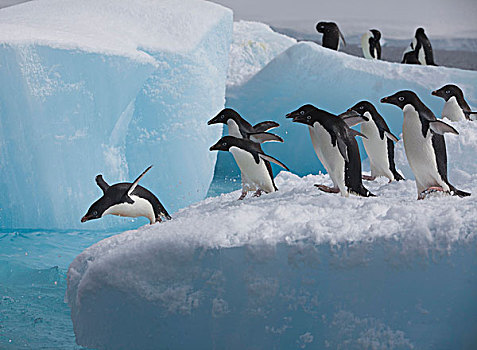 阿德利企鹅,边缘,冰山,休息,威德尔海,靠近,生物群,保利特岛