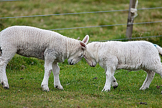 两只,羊,面对面,诺森伯兰郡,英格兰