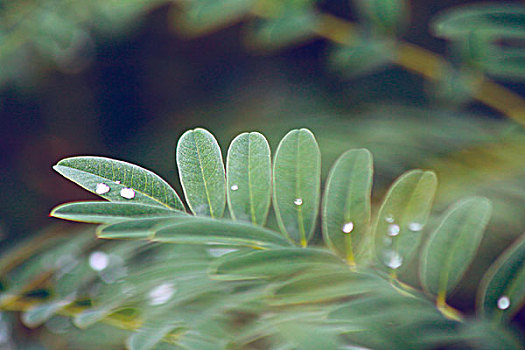 绿叶,水滴