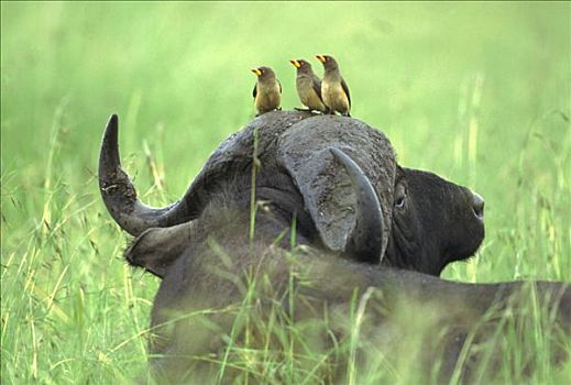 三个,坐,非洲水牛,头部,肯尼亚