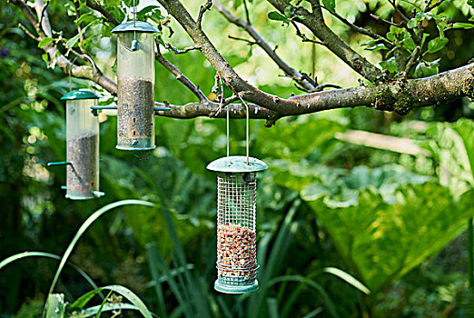 英国,花园,树,喂鸟器