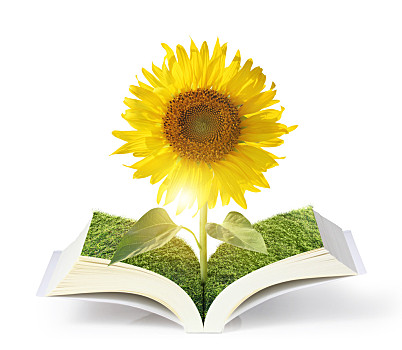 翻开,太阳,花,书本,木头