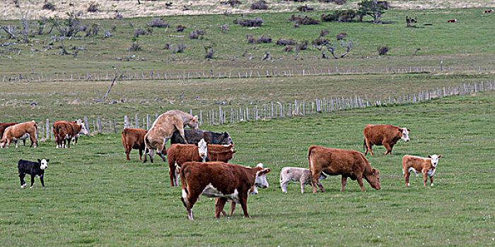 牧群,母牛,擦伤,地点,巴塔哥尼亚,智利