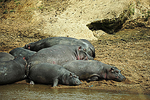 肯尼亚,马赛马拉国家保护区,懒,河马,水
