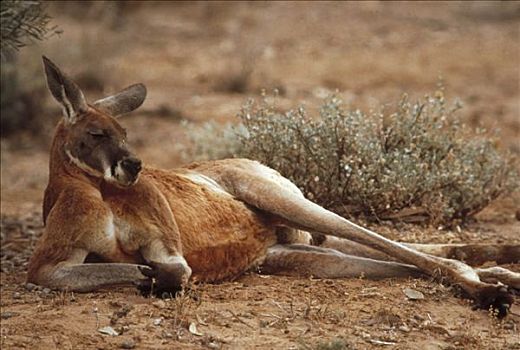 红袋鼠,慵懒,澳大利亚