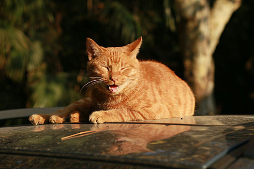 猫,野猫