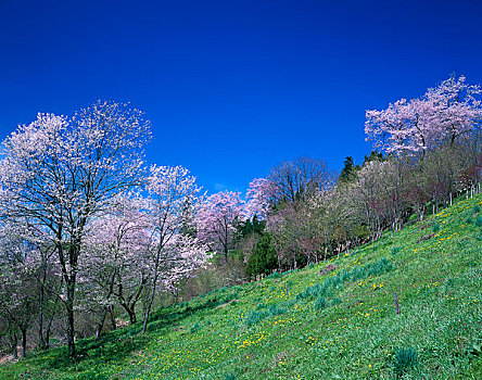 樱花,蒲公英