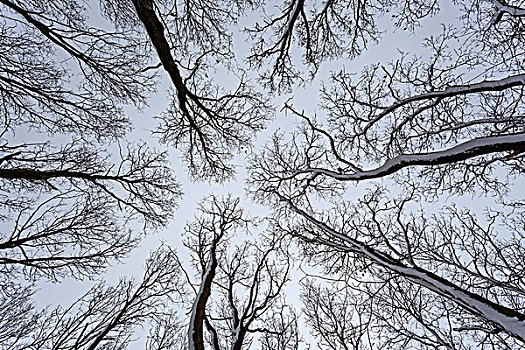 空,树梢,仰视,梅克伦堡前波莫瑞州,德国,欧洲