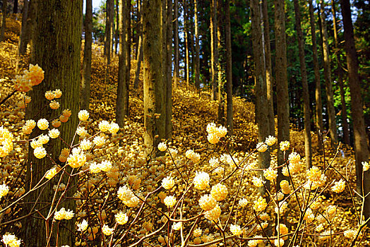 树林,大分,日本