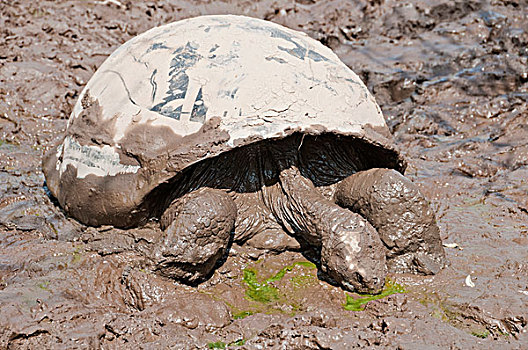 阿尔斯多火山海岛陆龟,加拉巴哥象龟,喝,泥,雨,水,弄干,季节,伊莎贝拉岛,加拉帕戈斯群岛,厄瓜多尔