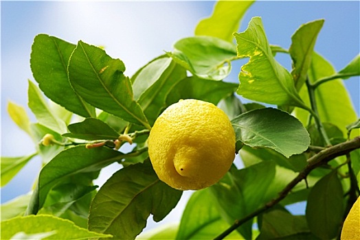 黄色,柠檬,柠檬树