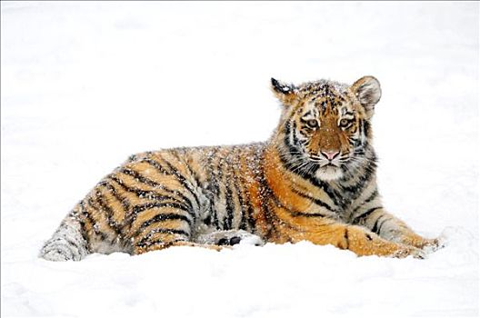 西伯利亚虎,幼兽,东北虎,卧,雪中