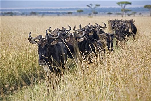 肯尼亚,马赛马拉,纳罗克地区,柱子,角马,高草,迁徙,塞伦盖蒂国家公园,坦桑尼亚北部,马赛马拉国家保护区,南方