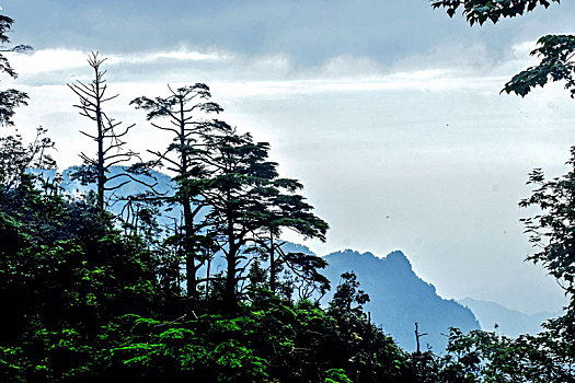 峨眉山胜景-迎宾树