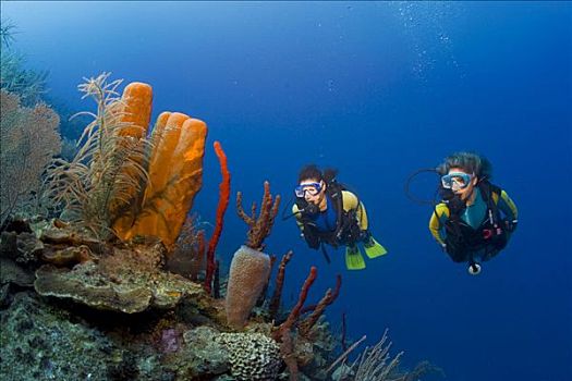 潜水者,游泳,上方,珊瑚礁,后面,海绵,洪都拉斯,加勒比海,中美洲