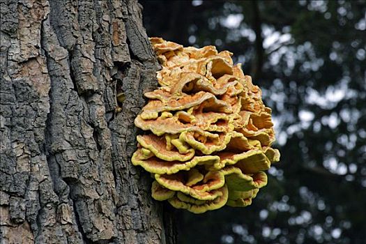 蘑菇,硫