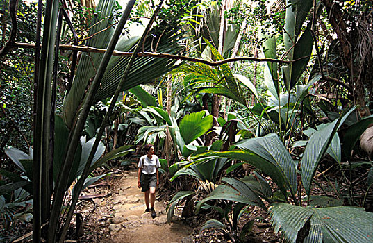 塞舌尔,普拉兰岛,热带森林