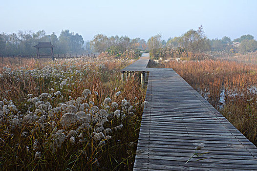 湿地木板桥