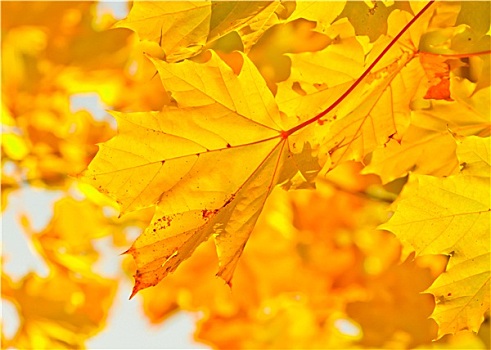 黄色,秋天,枫叶,阳光